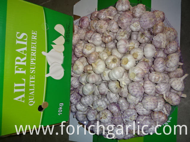 Fresh Best Quality Normal Garlic